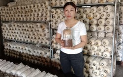 Cô giáo âm nhạc thành công với nghề trồng nấm