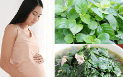 Rau ngót có điều trị được sót nhau thai?