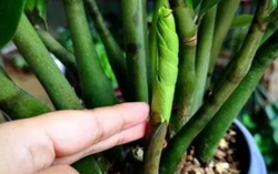 Cây kim tiền thích "3 loại phân" này, vùi một ít vào chậu sẽ đâm chồi mới, ra hoa