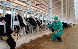 Trang trại Vinamilk Lao-Jagro tiếp nhận đàn bò sữa 1.000 con đầu tiên nhập khẩu từ Mỹ