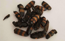 Ăn sâu ban miêu nướng, một người tử vong