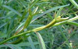 Điểm danh những công dụng hỗ trợ điều trị bệnh của cây rau mương