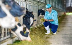 Vinamilk tiếp nhận hơn 1.500 bò sữa nhập khẩu từ Mỹ về các trang trại Green Farm