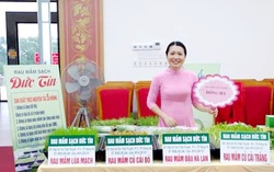 Phát triển kinh tế từ trồng rau mầm hữu cơ