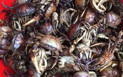 Món ngon làm từ loài vật chỉ có ở Côn Đảo