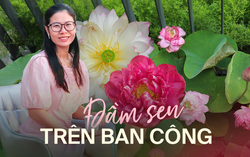 Đầm sen trên ban công đẹp nức lòng với gần 20 loại giống ở Hà Nội