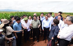 Cuộc trò chuyện của Thủ tướng và người nông dân trên cánh đồng nguyên liệu đạt kỷ lục thế giới