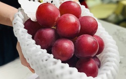Người nội trợ đua nhau mua nho đắt nhất thế giới bán tràn lan tại Việt Nam