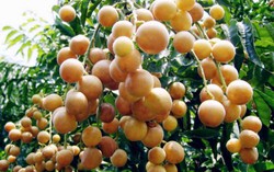 Tác dụng với sức khỏe của quất hồng bì
