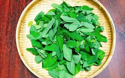 Tại sao phụ nữ mang thai 3 tháng đầu không nên ăn rau ngót?