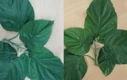 Uống lá lộc mại trị tiêu chảy, bé 32 tháng tuổi phải nhập viện cấp cứu
