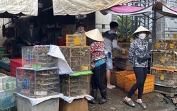 Phóng sinh ngày Lễ Vu Lan: Chợ "chim trời" trúng đậm, tăng giá gấp đôi