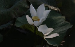 "Hương sen mùa báo hiếu"