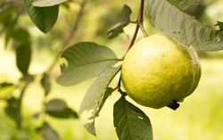 Thứ quả dân giã giàu vitamin C gấp 4 lần cam, ăn sai dễ thành "thuốc độc"