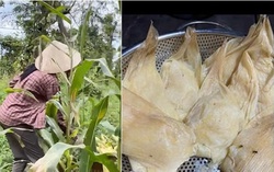 Hoa hậu dân dã nhất Việt Nam lấm lem đi bẻ ngô về làm món bánh lạ