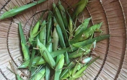 Con vật đầy ngoài đồng không ai thèm bắt lại là đặc sản Yên Bái, rang lên thơm lừng
