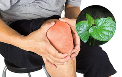 Sử dụng lá lốt chữa đau khớp gối có tốt không?