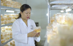 Nữ nông dân thu tiền tỷ từ đông trùng hạ thảo