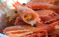 Giã đầu tôm lấy nước nấu canh có bổ dưỡng? Phần đen trên đầu tôm là "kho canxi" hay ổ chất thải?