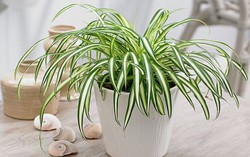 6 loài cây đem lại may mắn cho gia chủ