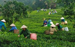 Nhiều điểm cần lưu ý trong Chương trình mục tiêu quốc gia giảm nghèo bền vững giai đoạn 2021-2025