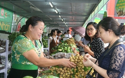 Kết nối cung cầu, tiêu thụ nông sản cho vùng dân tộc thiểu số, miền núi và hải đảo