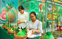 Phổ biến thành công mô hình sản xuất bưởi theo hướng hữu cơ