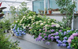 Chỉ mất 8 tháng, cô gái 9x tự mình thiết kế “khu vườn trên cao” rộng 33m² ngập tràn sắc hoa