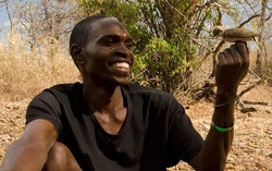Honeyguides: Loài chim hoang dã có thể giao tiếp và làm việc cùng với con người 