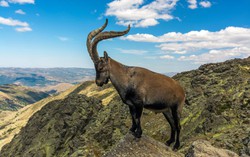 Dê núi Pyrenean ibex: Loài động vật đầu tiên và duy nhất trên thế giới tuyệt chủng tới 2 lần