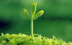 Ngày khai giảng: 5 điều dặn dò ý nghĩa dành cho học trò