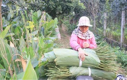 Chính thức đề xuất phương án nghỉ Tết 7 ngày