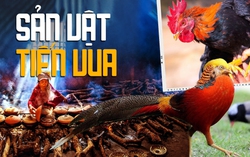 Thực phẩm tiến vua được lùng làm quà Tết: Gà Hồ, cá Anh Vũ, sá sùng,... 