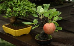 10 chậu cây mini siêu đẹp hợp trang trí nhà dịp Tết