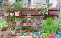 Khu vườn sân thượng khiến ai nhìn cũng mê