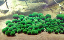 Quả bóng xanh xinh xắn- "báu vật" tự nhiên cần gìn giữ của Nhật Bản 