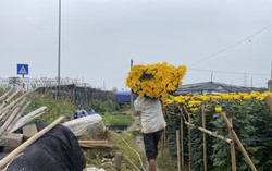 Người dân làng hoa Tây Tựu tất bật ngày cận Tết