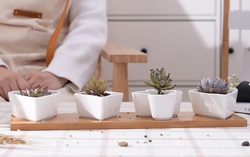 Những chậu cây cảnh mini siêu đẹp để ngôi nhà thêm xanh tươi