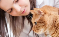 Loài mèo đã “thuần hóa” loài người như thế nào?