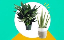 5 loại cây có ý nghĩa tốt đẹp, sắm về nhà giúp mang may mắn trong năm mới