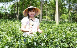 "Những bông hoa Mường" nơi xứ Đoài mây trắng