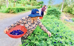 Trà Vinh: Tổ hợp tác trồng hoa đậu biếc góp phần xây dựng nông thôn mới