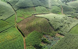 Sơn La: Nhiều tồn tại trong việc quản lý, sử dụng đất nguồn gốc nông lâm trường