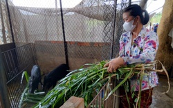 Đem mô hình nuôi heo rừng lai, tạo thu nhập ổn định về huyện biên giới Long An