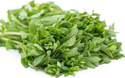 Công dụng và bài thuốc từ rau ngổ: Từ điều trị ho cảm đến giải độc cơ thể
