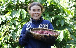 Nâng cao vai trò của phụ nữ trong toàn chuỗi cung ứng