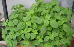 Loại rau vừa là gia vị, vừa là "thuốc quý" cho sức khỏe