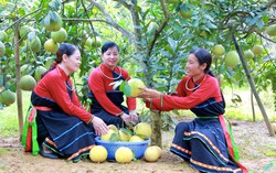 Nhân rộng gương điển hình tiên tiến làm kinh tế giỏi trong hội viên, phụ nữ dân tộc thiểu số