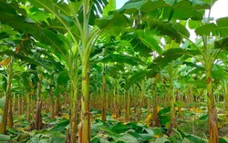 Trồng chuối lấy lá - giải pháp làm sạch môi trường nông thôn mới
