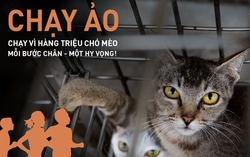 Hơn 16.000 người chạy trực tuyến kêu gọi chấm dứt buôn bán thịt chó, mèo